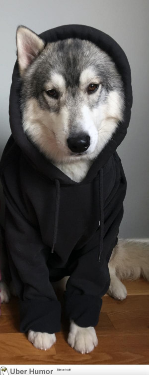 My Handsome Boy Whines Until I Put His Hoodie On Him | Funny Pictures ...
