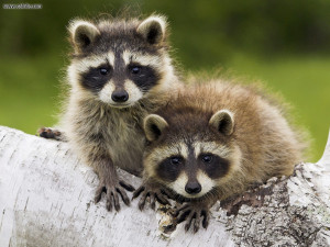 Raccoons are feirce creatures and can be very aggressive if attacked ...