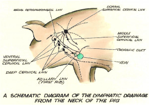 Fetal Pig Circulatory System Diagram