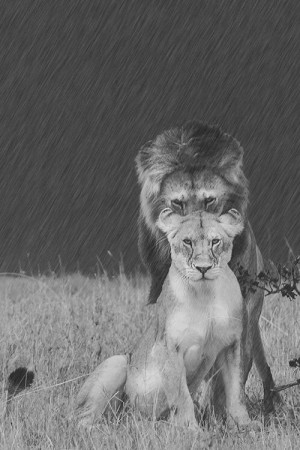 Lion And Lioness Love Tumblr Lion & lioness
