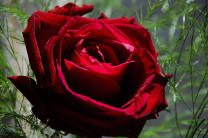 red roses, best flowers red rose, rose, the beautiful red rose, rose ...