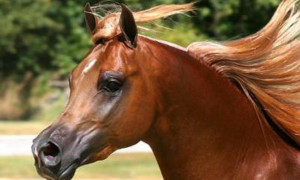 Quarter Horse Sayings Variety of beautiful horses