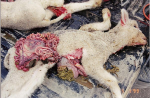 Funny Quotes Contact Us DMCA Notice