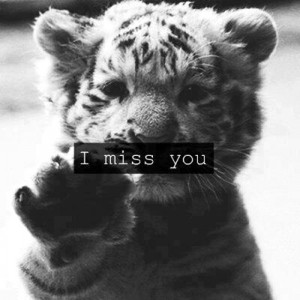 Cute Baby Tiger Black and White Quotes