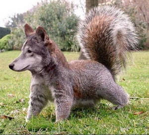 new to hunting WITH dogs need help