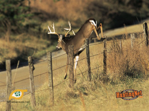 Deer Jumping Fence The Desktop Wallpaper Download Free picture