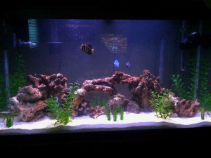 fish tank decorations