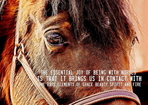 Morgan Horse Quote Photograph