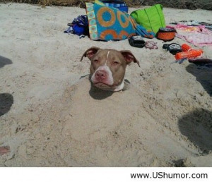 Funny Dog This Summer Humor Pictures Quotes Pics Photos