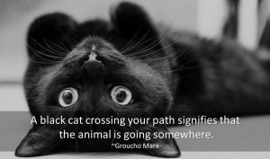 ... Cat Quotes. Here you will find famous quotes and quotations about cats