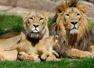 Lion Family Sleeping Wallpaper
