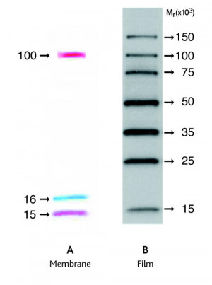amersham ecl dualvue western blotting markers