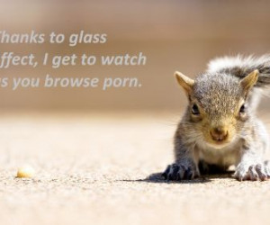animals quotes squirrels HD Wallpaper of Animals & Zoo