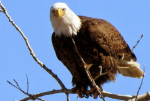 Mille Fiori Favoriti: Eagles in Cherry Creek State Park