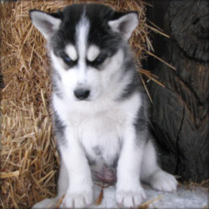 ... pictures: Siberian Husky Puppies siberian husky siberian husky breeder