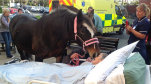 cancer patient has died after a final farewell to her favourite horse ...