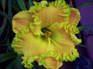 Daylily Quotes Sunflower