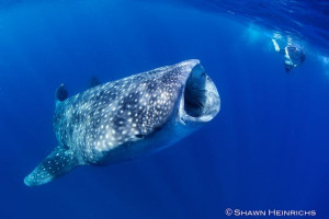 Swimming With Whale Sharks...