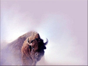 Three Bison Buffalo Wallpaper