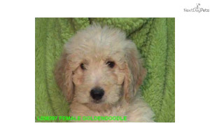 goldendoodle-baby-girl-bdog-goldendoodle-puppy-278fde42-1cce-4f95-b8d4 ...