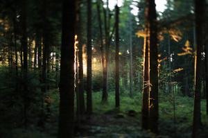 ... forest, green, light, lights, natural, reflections, summer, trees