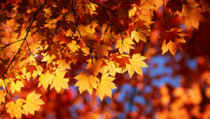 Seasonal Color Inspiration: Autumn