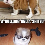Boxer Dog Pictures With Quotes