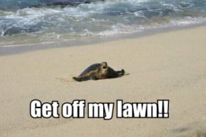 Funny Turtle and Tortoise Pictures