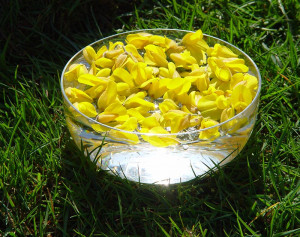 Making Flower Essences - the sun method - Buttercup Flower Essence