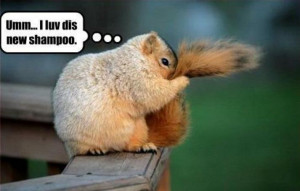 We all love squirrels; they are cute, furry and funny and they make ...