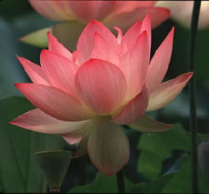 Free Lotus Flower Wallpaper...