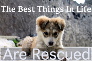 11. “Rescued dogs make people happy!
