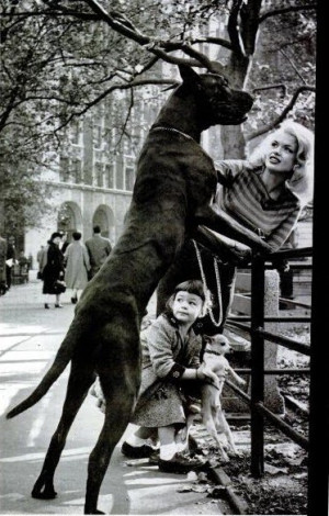 Jane Mansfield & Her Great Dane,Daughter & Chihuahua