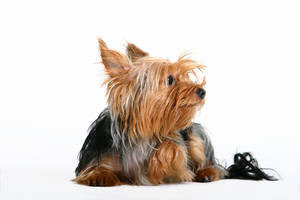 Petshed Petcyclopedia Rocky...