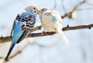 love animals cute birds kiss Cuddle blue feathers sweet spring ...
