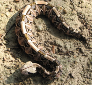 ... snakes, turtles and other reptiles enjoy a safe, hassle-free trip