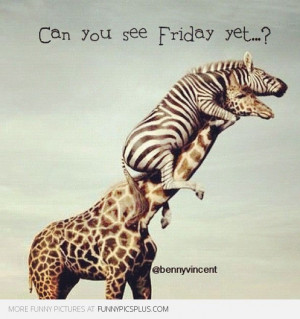Zebra Giraffe – Can you see friday yet?