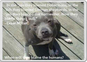 ... Magnet Pit Bull dog Cesar Millan Quote Staffordshire bull terrier pet