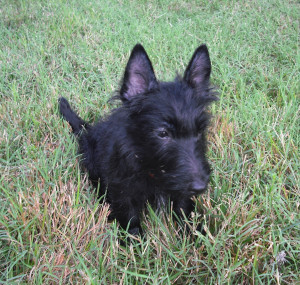 Start The Week With Scottish Terrier Puppy More