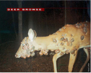 ... €™sCruelVirus-102.jpg | Deer & Deer Hunting | Whitetail