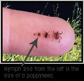 deer tick in the nymph stage--the one most commonly responsible for ...