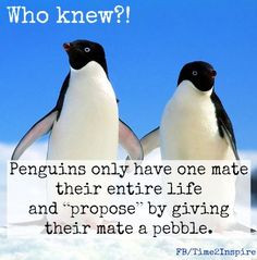 Penguin love quote via 