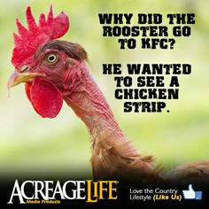 Chicken Jokes AcreageLife