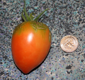 Good Mind Seeds' tomato progress