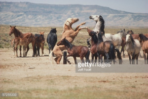 midst of a herd of horses Pryor Mountain Wild Horse Range Wyoming