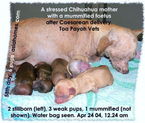 funeral sermons for stillborns