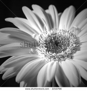 Daisy Poems And Quotes