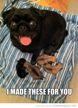 happy pug dog animal puppys made for you funny pics pictures pic ...
