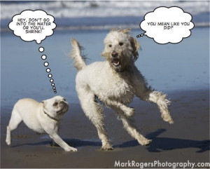 Australian Pure Bred Dog Forums - Dogz Online: French Bulldog Thread ...