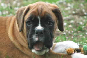 Boxer Dog Picture